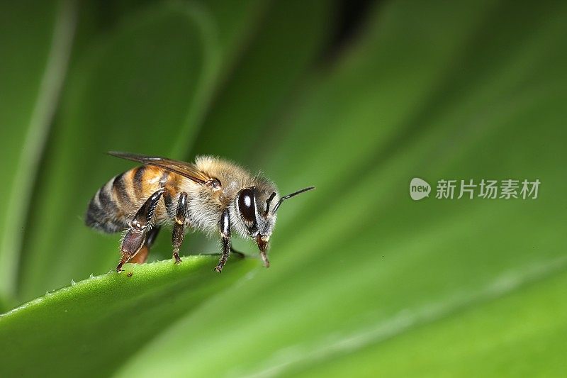 超级可爱的蜜蜂(Apis mellifera)坐在一片叶子上